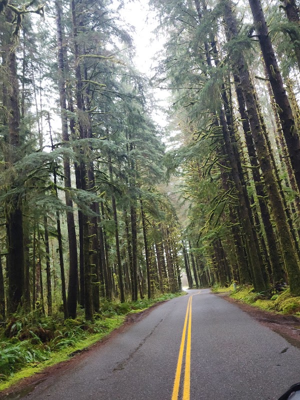 Discover the Wonders of Olympic National Forest surrounding landscape