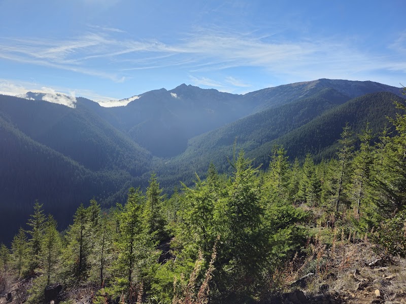 Discover the Wonders of Olympic National Forest outdoor detail