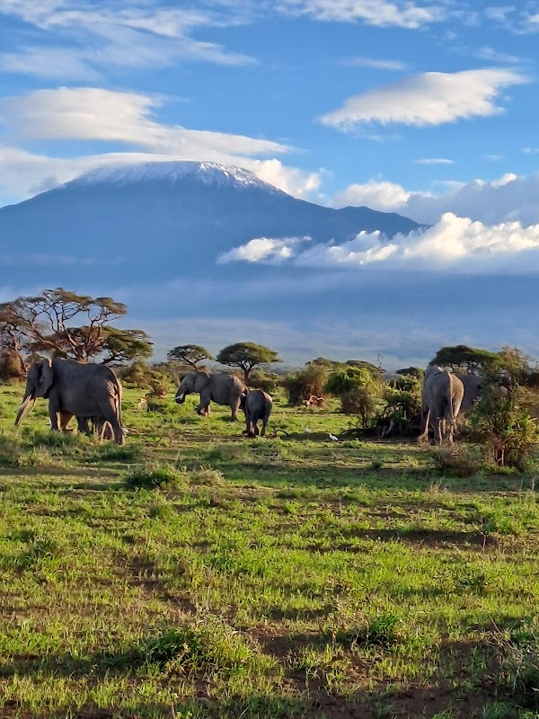 Zebra Safari in Nairobi's Wilderness - Savannah Adventures Ltd (Tour Operator Nairobi)