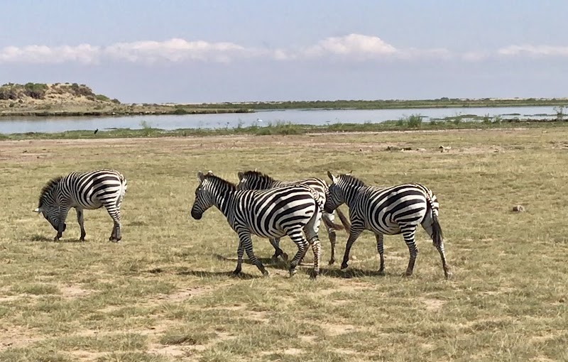 Zebra Safari in Nairobi's Wilderness - Savannah Adventures Ltd (Tour Operator Nairobi)