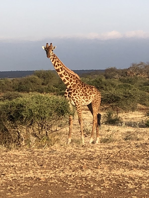 Zebra Safari in Nairobi's Wilderness - Savannah Adventures Ltd (Tour Operator Nairobi)