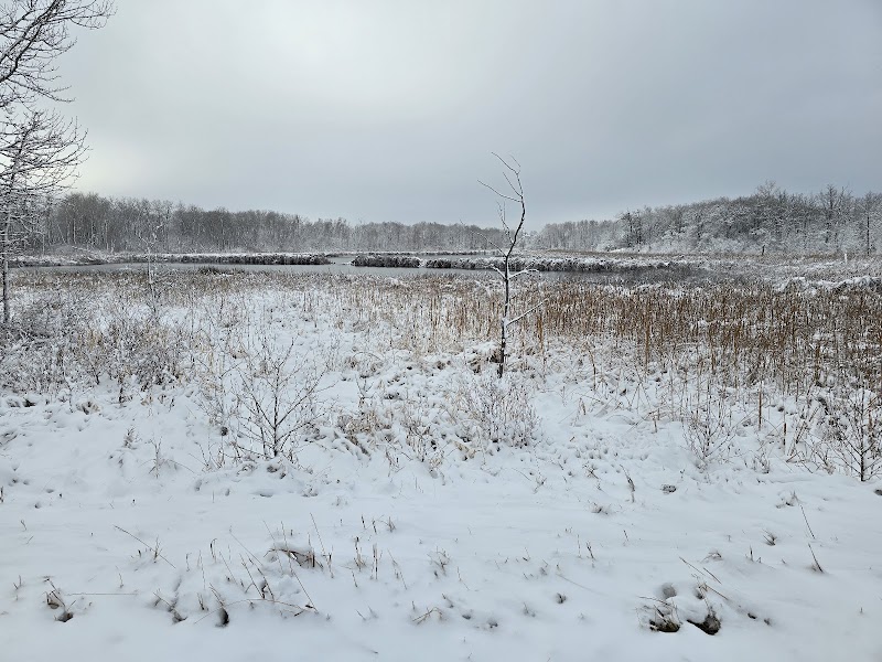 Hiking & Nature in Homen State Forest - Homen State Forest