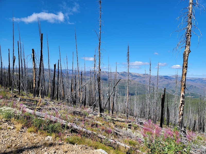 Wild Majesty in Bitterroot National Forest - Bitterroot National Forest