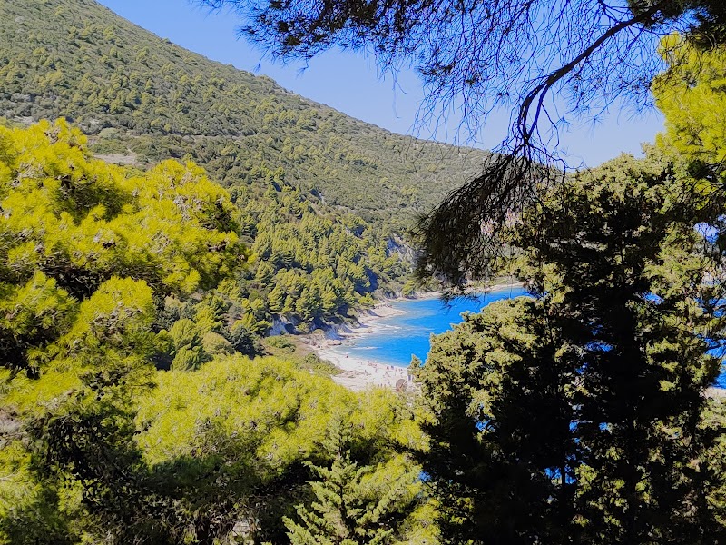 Discover the Natural Beauty of Sazan Forest - Sazan Forest