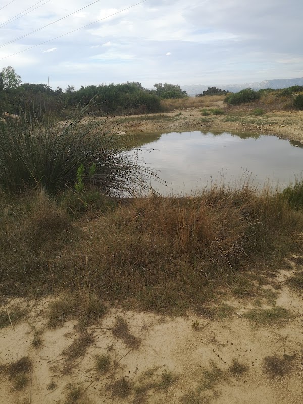 Serene Reflections: Bassa de les Comes - Bassa de les Comes