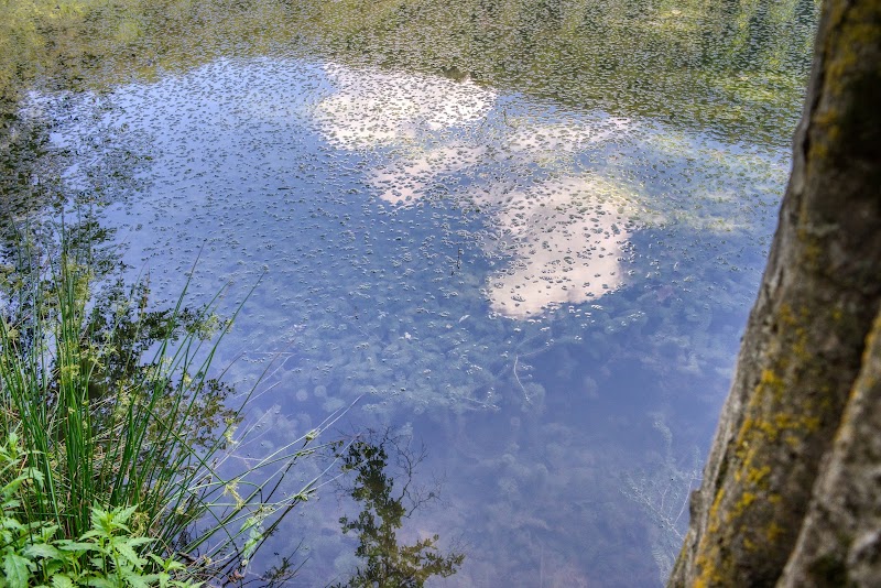 Tranquility at Lake Gosh - Lake Gosh