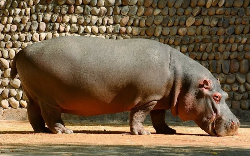 Discover the Charm of Yerevan Zoo - Yerevan Zoo
