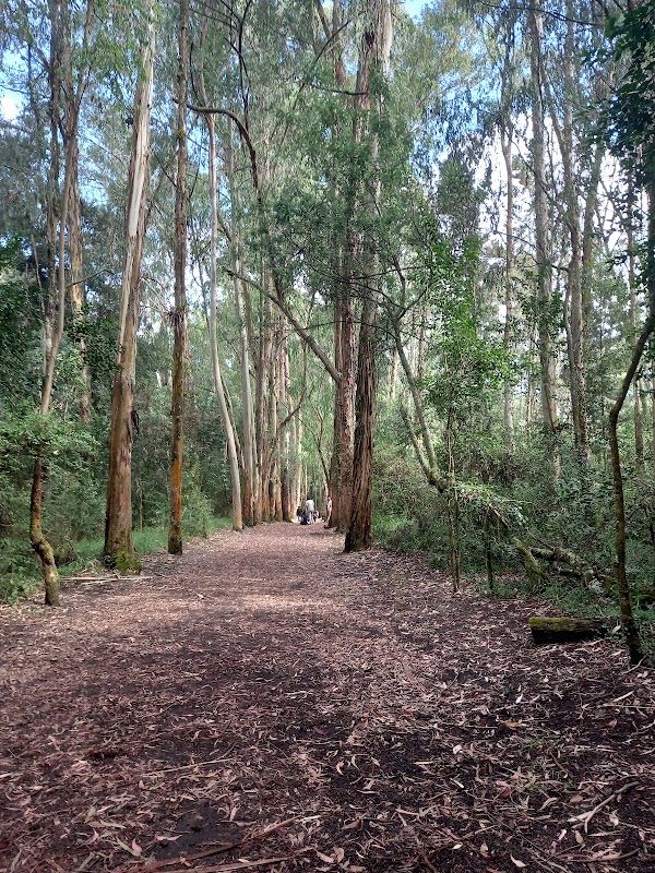 Forest Adventures at La Armenia Park - la Armenia Park