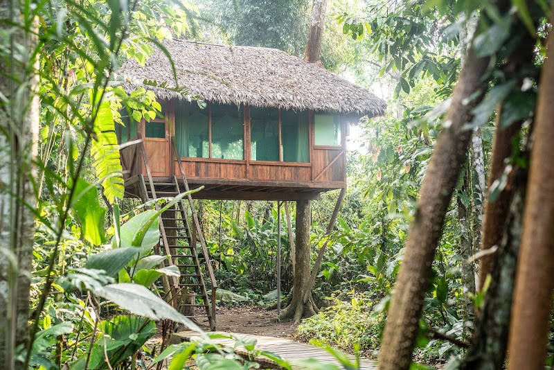 Treehouse Retreat in Manu Wildlife, Peru - Manu Wildlife Peru - Treehouse INN
