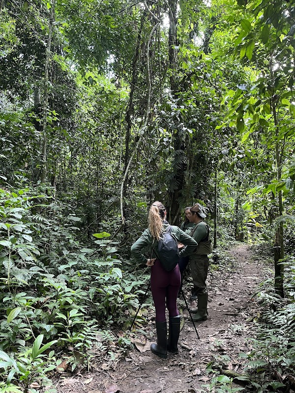 Treehouse Retreat in Manu Wildlife, Peru - Manu Wildlife Peru - Treehouse INN