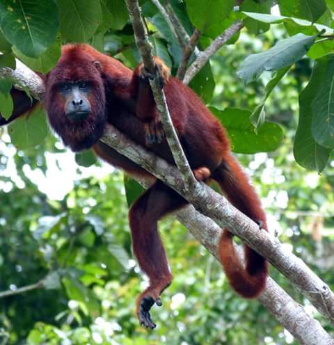 Wildlife Wonders of Manu Peru Amazon - MANU PERU AMAZON