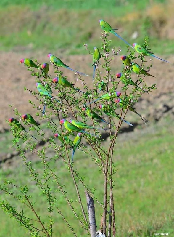 Border Beauty: Angoor Ada's Natural Landscapes - Angoor Ada