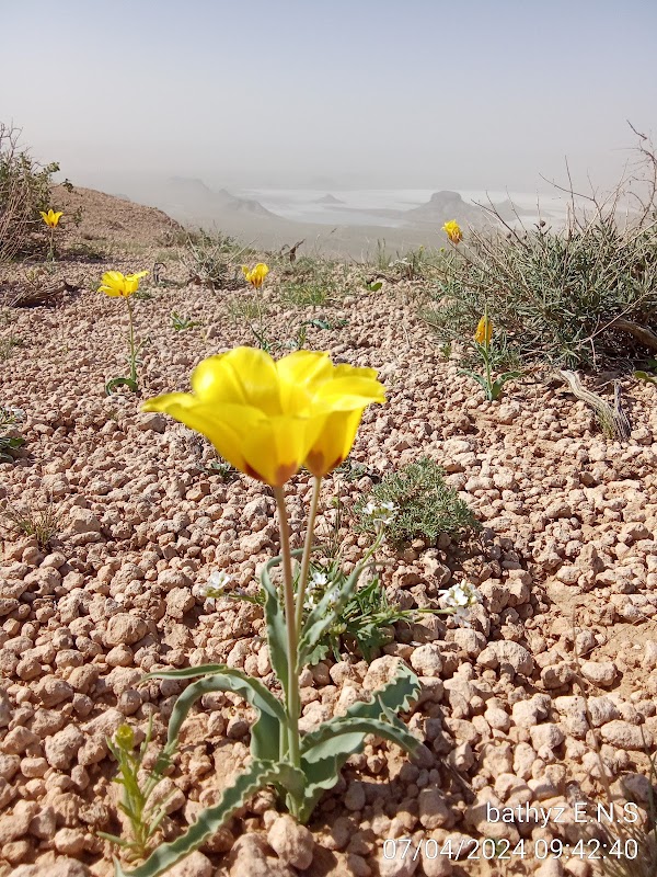 Discover the Wonders of Badhyz State Nature Reserve - Badhyz State Nature Reserve