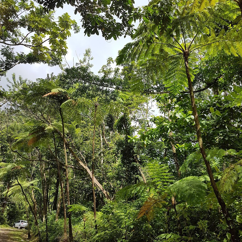 Majestic Middleham: Nature's Cascade in Dominica - Middleham waterfalls