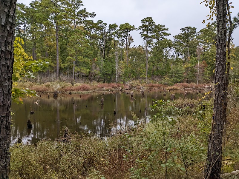 Sand and Serenity at Croatan National Forest outdoor detail
