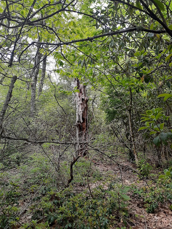 Scenic Heights at Pickens Nose - Pickens Nose