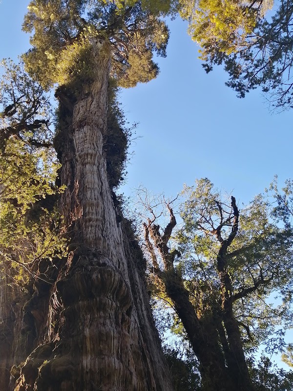 Discover the Lush Wonders of Alerce Costero - Alerce Costero Natural Monument