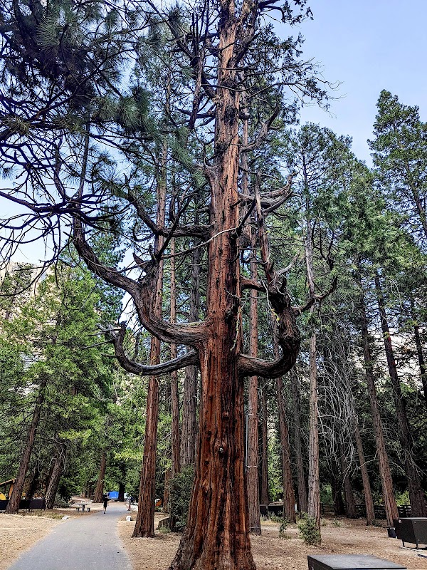 Majestic Camp 4: Yosemite Valley's Climbing Haven - Camp 4 Yosemite Valley