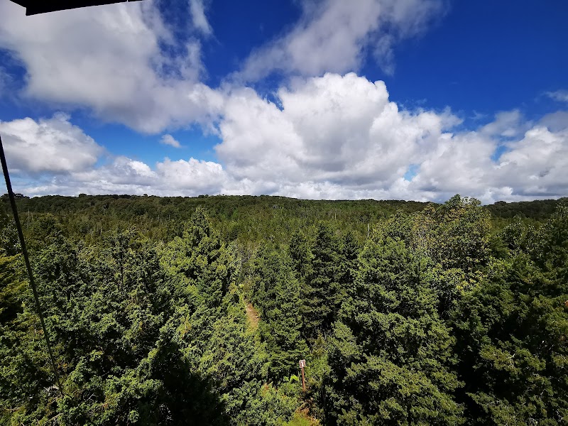 Alerce Majesty: Parque Nacional Alerce Costero - Parque Nacional Alerce Costero