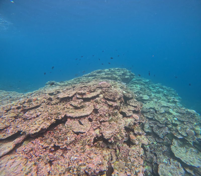 Discover the Allure of Blue Cave in Ishigaki - Blue Cave