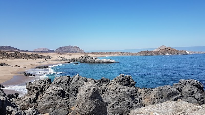 Desert Beauty at Parque Nacional Pan de Azúcar - Parque Nacional Pan de Azúcar