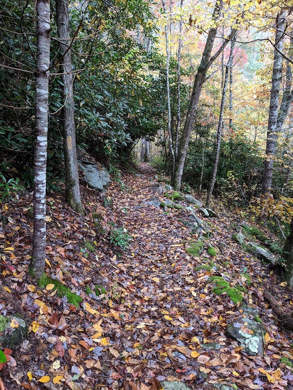 Nature's Beauty at Pisgah National Forest - Pisgah National Forest, Rocky Bluff recreation area