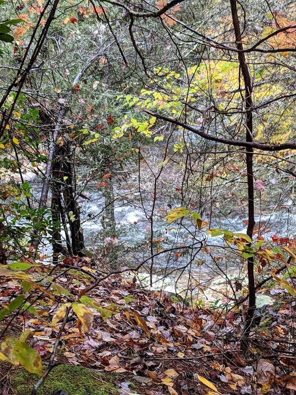 Nature's Beauty at Pisgah National Forest surrounding landscape