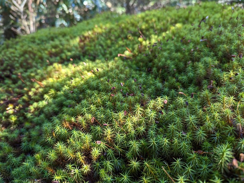 Discover Serene Beauty in Middle Prong Wilderness - Middle Prong Wilderness