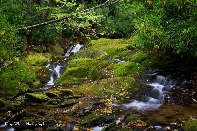 Discover Serene Beauty in Middle Prong Wilderness - Middle Prong Wilderness