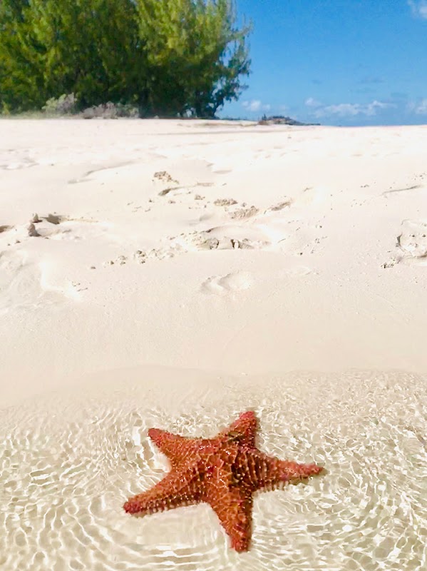 Starfish Serenity at Shark Creek Beach - Shark Creek Beach