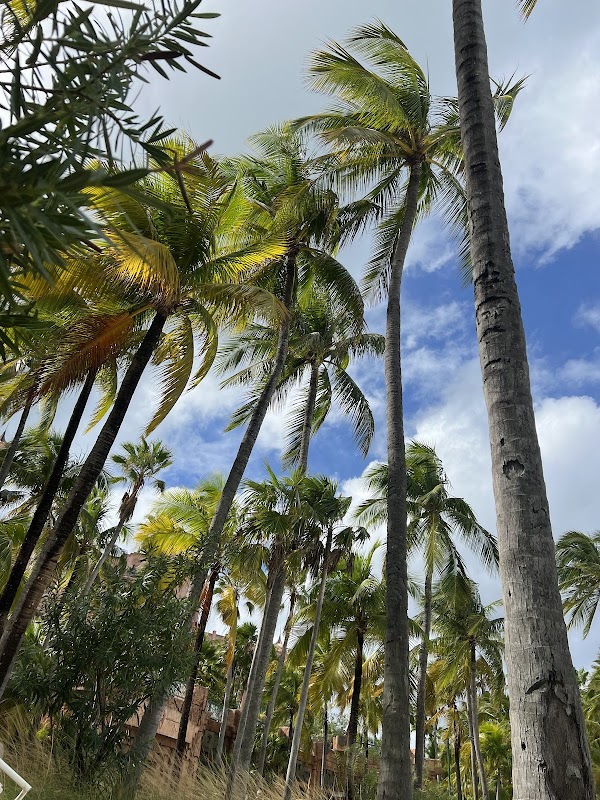 Paradise Lagoon: Tropical Oasis in the Bahamas outdoor detail