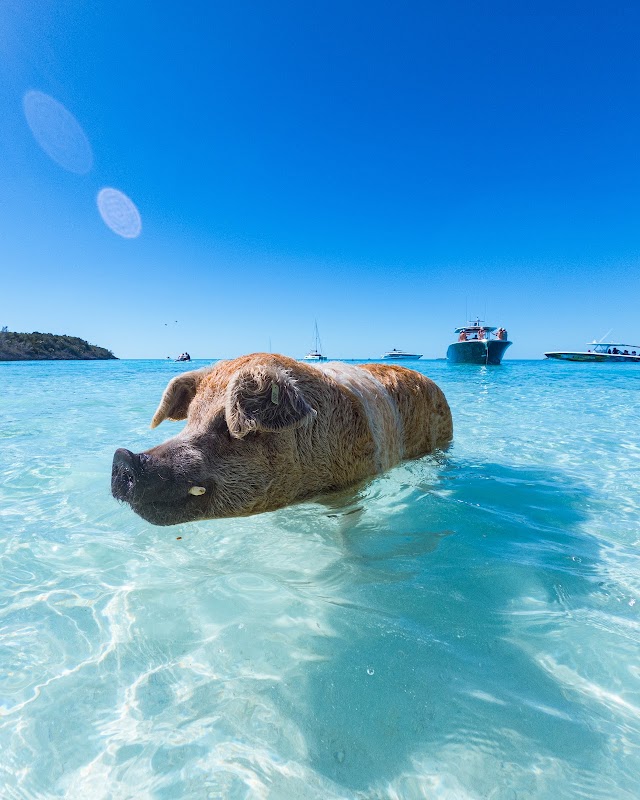 Swimming with the Famous Pigs of Exuma - Pig Beach