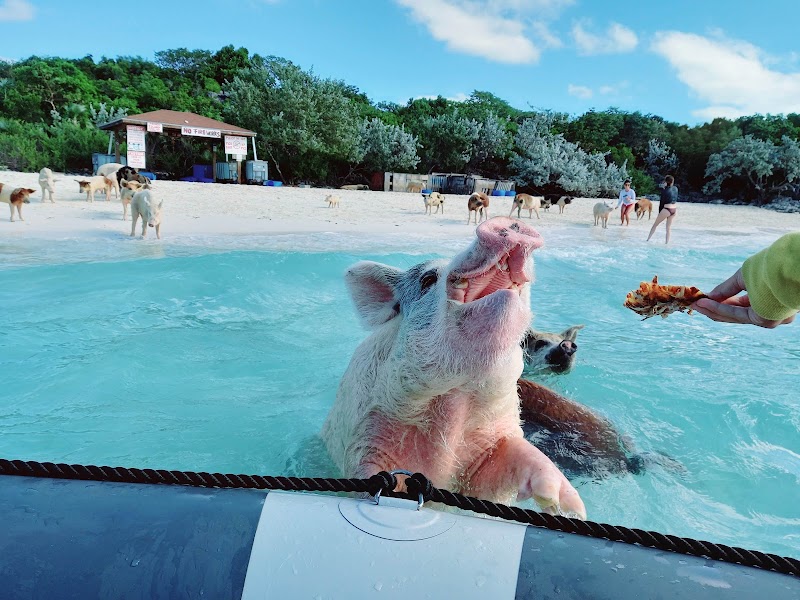 Swimming with the Famous Pigs of Exuma - Pig Beach