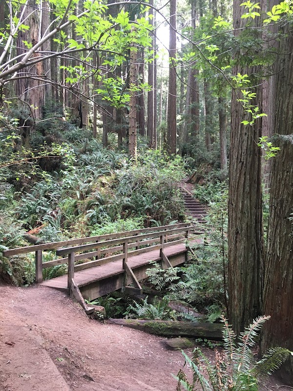 Majestic Trails at Arcata Community Forest outdoor detail
