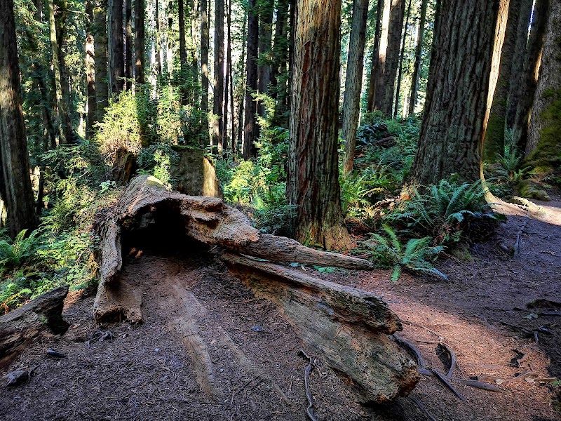 Majestic Trails at Arcata Community Forest - Arcata Community Forest