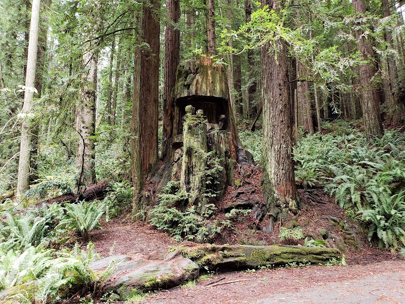 Majestic Trails at Arcata Community Forest - Arcata Community Forest