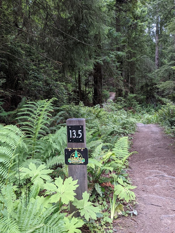 Majestic Trails at Arcata Community Forest surrounding landscape