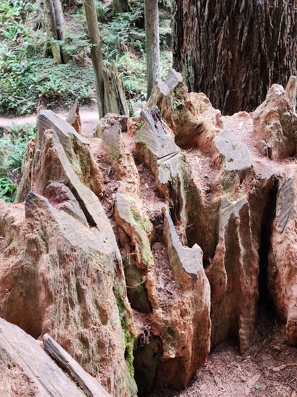 Majestic Trails at Arcata Community Forest - Arcata Community Forest