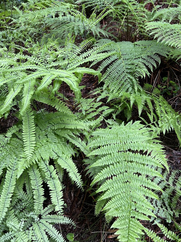 Trail Adventure at Beith Creek Loop surrounding landscape