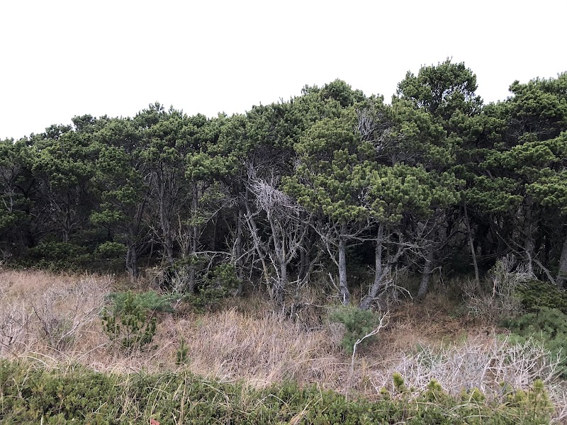 Discover Humboldt's Coastal Gem surrounding landscape