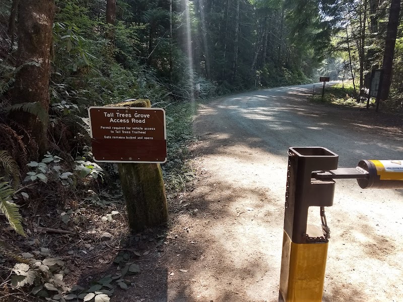 Majestic Redwoods of Tall Trees Grove surrounding landscape