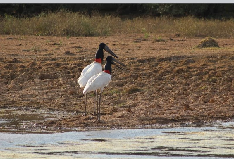 Wildlife Wonders of the Chaco Paraguayo - Chaco Paraguayo