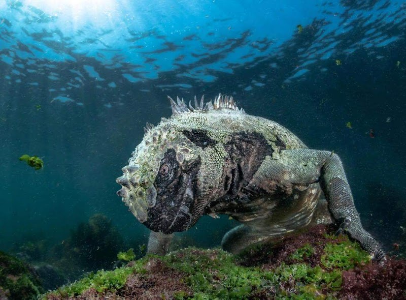 Wildlife Wonders of the Galápagos Islands - Galápagos Islands