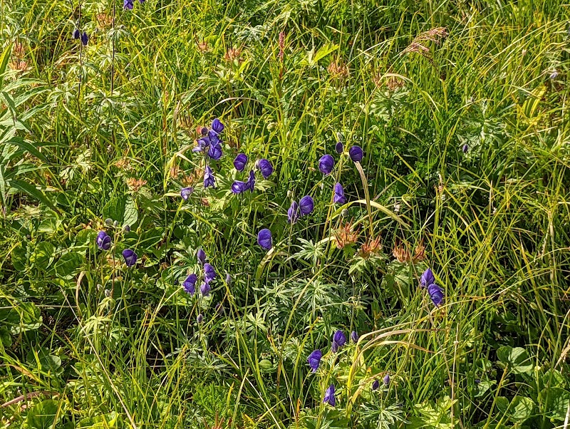 Nature's Marvel: Primrose Trail in Seward - Primrose Trail