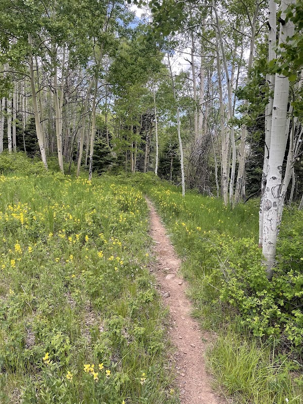 Hiking South Boundry Trail #164: A Journey Through Taos trail preview