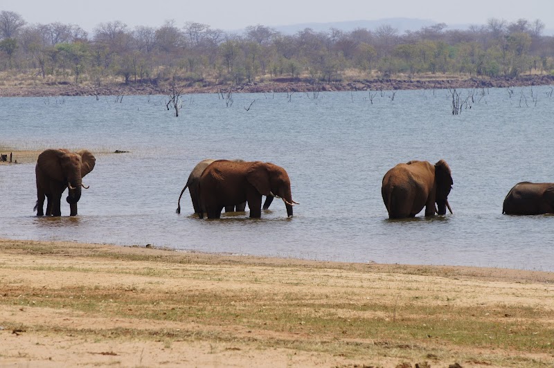 Wildlife Wonders at Matusadona National Park - Matusadona National Park