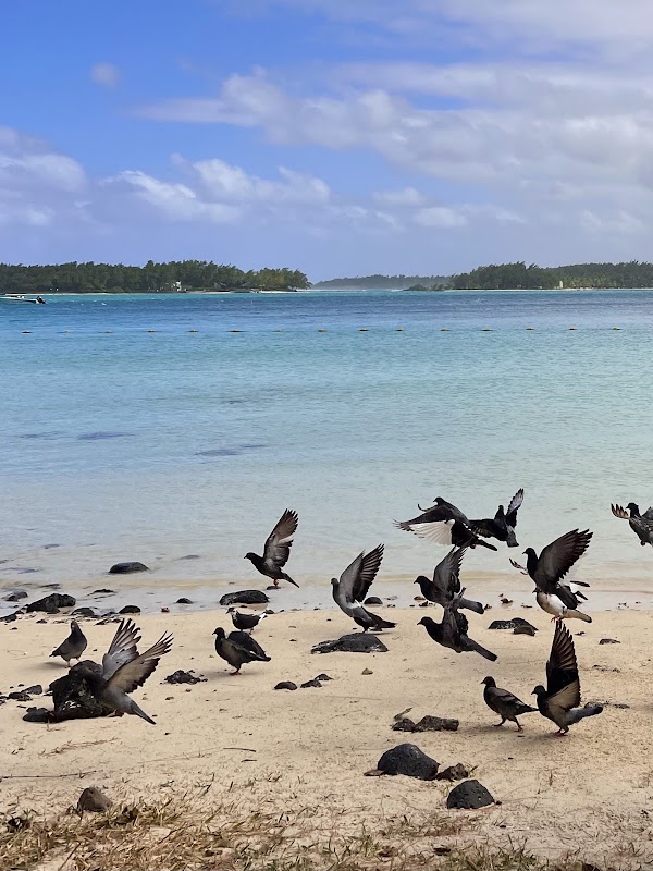 Tropical Paradise at Blue Bay Beach, Mauritius - Blue Bay Beach
