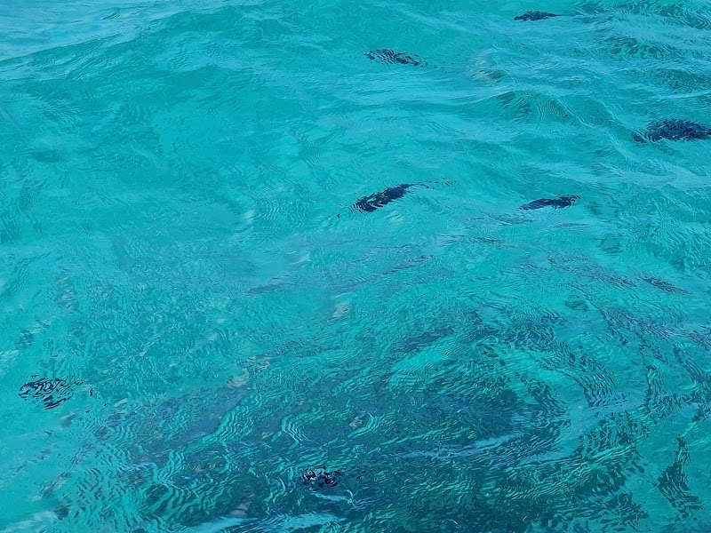 A Tropical Paradise: Discover Blue Bay Marine Park - Blue Bay Marine Park