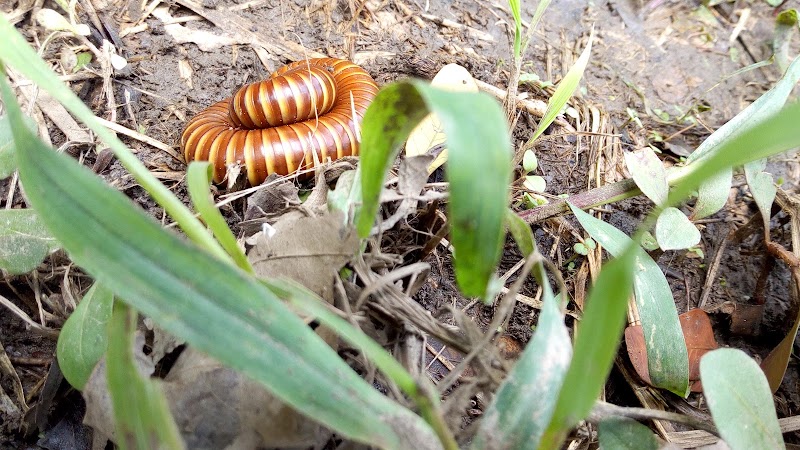 Nature's Retreat: Lautech Botanical Garden - Lautech Botanical Garden