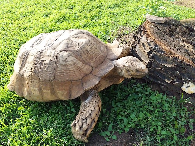 Tortoise Haven at Soun Palace, Oyo - Soun Palace